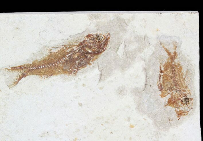 Two Cretaceous Fossil Fish (Armigatus)- Lebanon #102590